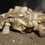 Kennewick Tortoise