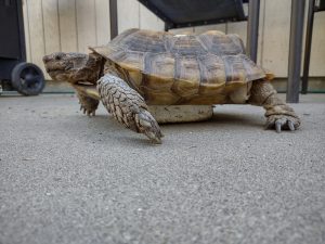 Kennewick Tortoise