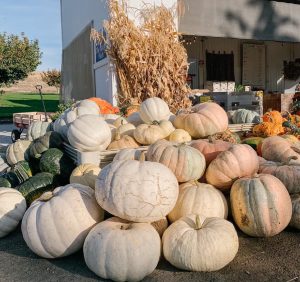 Tri-Cities Pumpkin Patches
