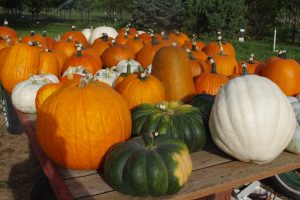 Tri-Cities Pumpkin Patches