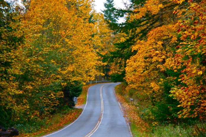 Fall Leave in Thurston County Waddell-Road fall leaves in Olympia